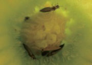 Korean_Melon_Disease